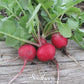 Cherry Belle Radish – 250 Seeds