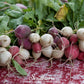 Easter Egg Radish – 250 Seeds