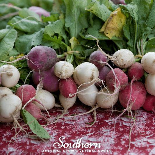 Easter Egg Radish – 250 Seeds