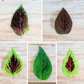 Rainbow Coleus Seeds
