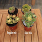 Ramsey Succulent & Cactus Soil Mix