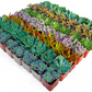 Bulk Succulent Plants