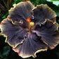 Rare Black Pink Purple Hibiscus Seeds "Black Rainbow" Giant Flower Tropical Seeds - Perennial - Easy to Grow - Huge Flowers