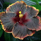 Rare Black Pink Purple Hibiscus Seeds "Black Rainbow" Giant Flower Tropical Seeds - Perennial - Easy to Grow - Huge Flowers