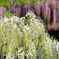 Rare Mixed Color Wisteria Bonsai Tree Seeds - Highly Prized Flowering Japanese