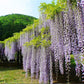 Rare Mixed Color Wisteria Bonsai Tree Seeds - Highly Prized Flowering Japanese