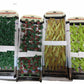Lot of Fish Aquairum Background Plants 4 packs