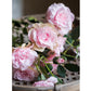 Faux Silk Real Touch Blooming Rose Stem in Pink 25" Tall