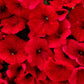 500 Fire Chief RED PETUNIA Nana Compacta Sun Annual AAS Winner Fragrant Hummingbird Flower Seeds