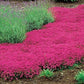 Red Creeping Thyme Seeds - Easy-Grow, Fragrant Ground Cover Plants, Open Pollinated - Thymus Serpyllum
