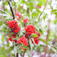 Red Elderberry – 50 Seeds