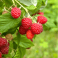 Red European Raspberry – 30 Seeds