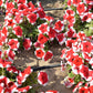 50 PICOTEE MIX PETUNIA Multiflora Mixed Colors Bicolor White Blue Purple Pink Red Flower Seeds