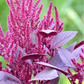 Red Garnet Amaranth – 250 Seeds