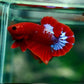 Hellboy Betta (Male)