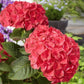 Red Hydrangea Seeds - Beautiful Attractive Showy and Hardy Perennial Flowers