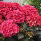 Red Hydrangea Seeds - Beautiful Attractive Showy and Hardy Perennial Flowers
