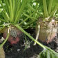 Red Mammoth Fodder Beet - 250 Seeds - Non-Gmo Heirloom
