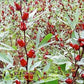 Red Roselle Seeds - (Hibiscus Sabdariffa) Jamaican Sorrel Seeds - Florida Cranberry - Indian Roselle - Vibrant Hibiscus Wonders