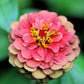 20 Organic QUEENY LIME MIX ZINNIA Elegans Mixed Colors Red Orange Yellow Pink Green Queen Flower Seeds
