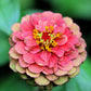 25 RED LIME QUEENY ZINNIA Elegans Green Queen Flower Seeds