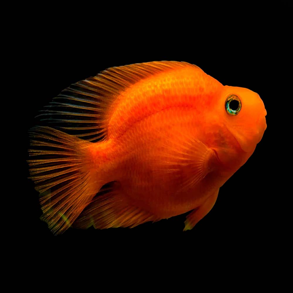Red Parrotfish