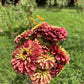 25 RED LIME QUEENY ZINNIA Elegans Green Queen Flower Seeds