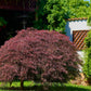 10 INABA SHIDARE MAPLE Weeping Red Laceleaf Japanese Acer Palmatum Dissectum Tree Seeds