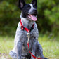 Jeffers Reflective Hound Series Nylon Dog Leash