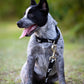 Jeffers Reflective Hound Series Nylon Dog Leash