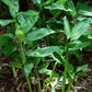 Arrowroot (Maranta arundinacea)