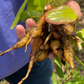 Arrowroot (Maranta arundinacea)