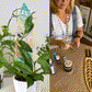 BARE™ Anthrulla™ - Customizable wooden plant support - Inspired by the Queen Anthurium leaf