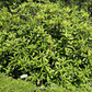Carolina Azalea Rhododendron – 100 Seeds