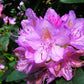 40 CAROLINA RHODODENDRON Carolinianum Dwarf Azalea Pink Purple Flower Shrub Seeds