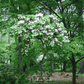 Fortune Rhododendron – 100 Seeds
