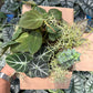 Spooky Mystery Bundle Box - 3 Spooky Plants