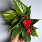 Anthurium Red Heart
