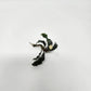 Bucephalandra Mix (Pack of 5)