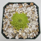 Pinguicula "Lautner 92/52" x "Big Purple Thing"