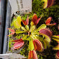 Venus flytrap (Dionaea muscipula) "Brutal Shark"