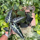 Spooky Mystery Bundle Box - 3 Spooky Plants