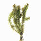 Anacharis - Elodea Najas - Water Weed