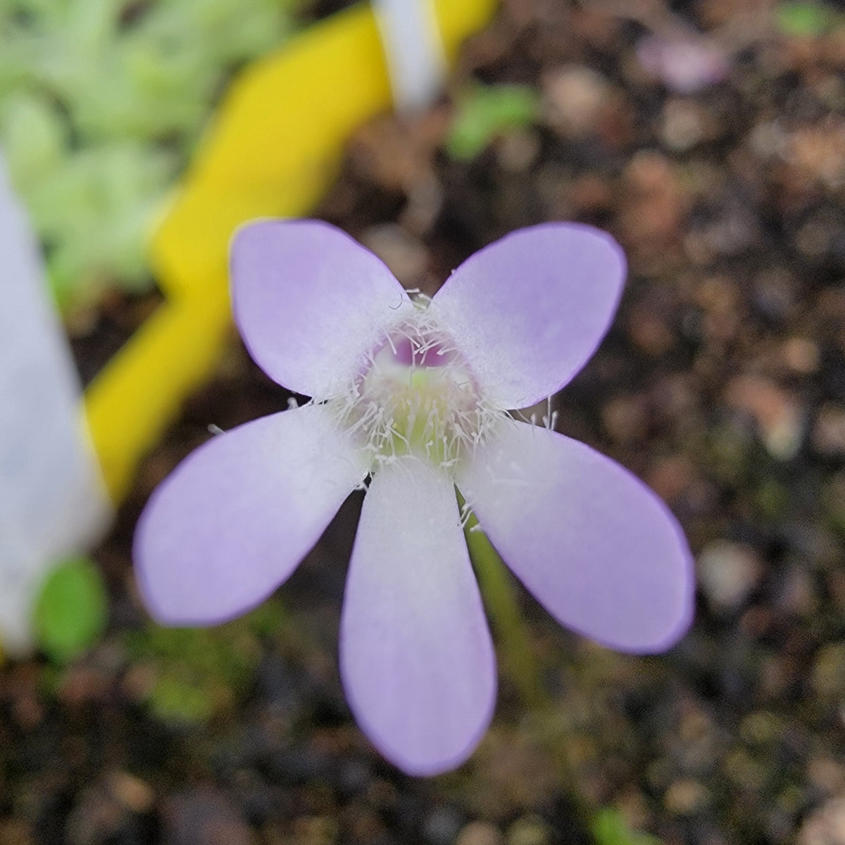 Pinguicula parvifolia