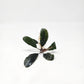 Bucephalandra Mix (Pack of 5)
