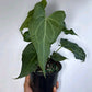 Anthurium King of Clarinervicum