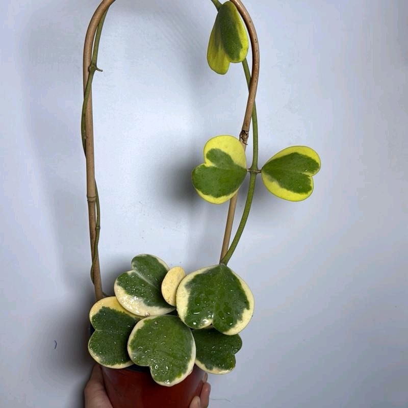 Outer Variegated Hoya Kerrii
