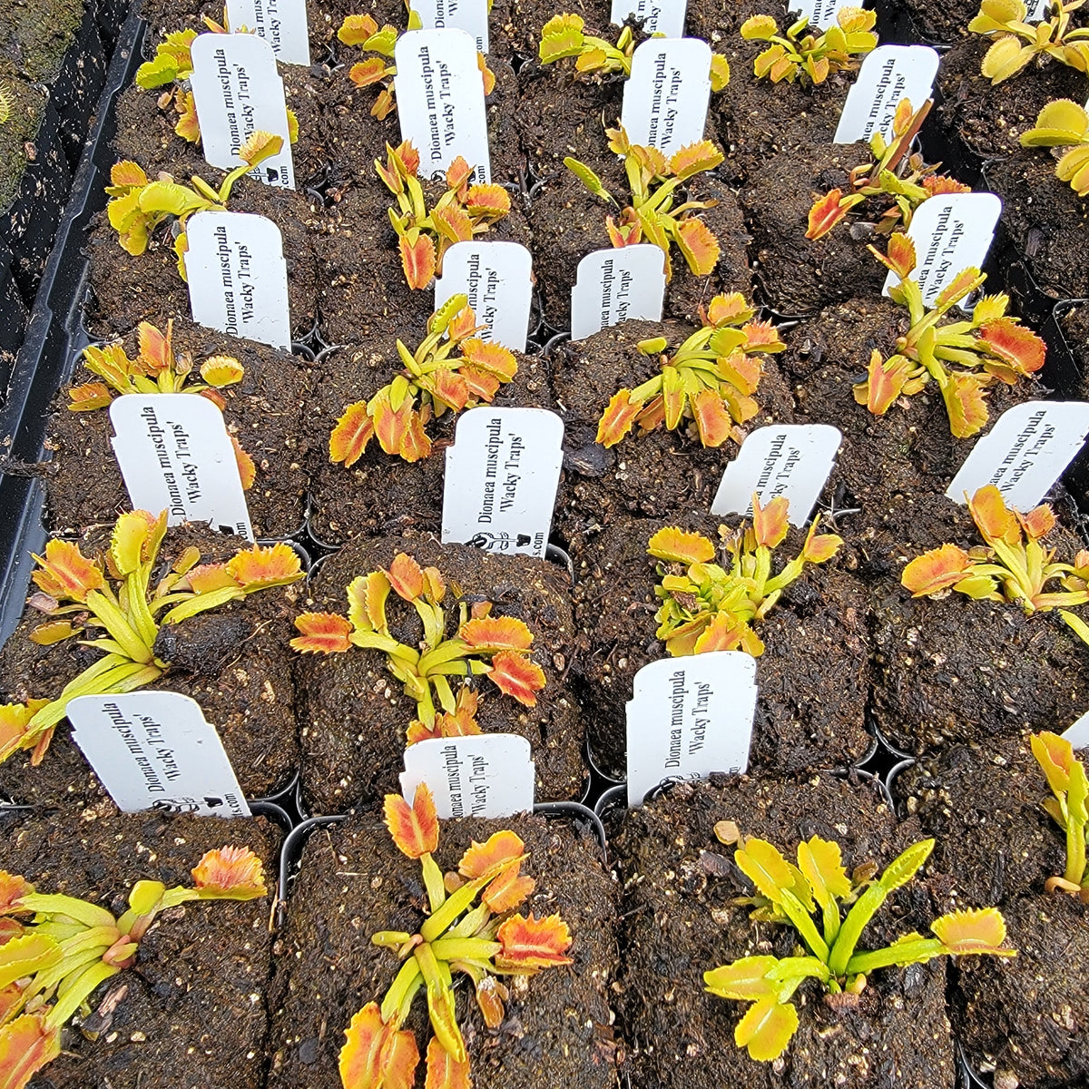 Venus flytrap (Dionaea muscipula) 'Wacky Traps'