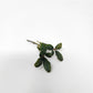 Bucephalandra Mix (Pack of 5)