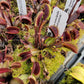 Venus flytrap (Dionaea muscipula) 'Red Fused Petiole'
